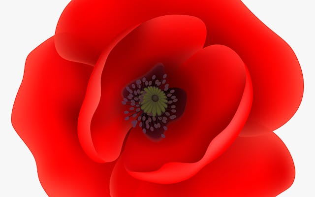 569 5699665 free poppy flower clipart jpg library download poppy